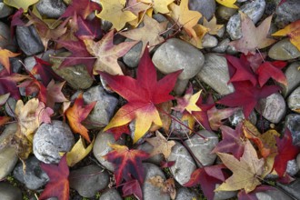 Colourful autumn leaves in a front garden, Achern, Ortenaukreis, Baden-Württemberg, Germany