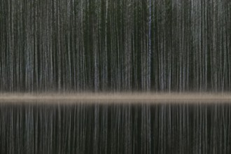 Tight standing, white-black trunks, birch forest on lakeside in winter, forest, multiple exposure,