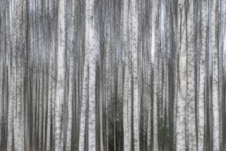 Tight standing, white-black trunks, birch forest in winter, forest, wiping, Finland