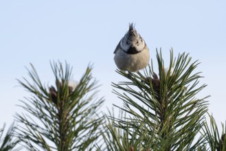 Crested Tit (Parus Scalloped ribbonfish) sitting on branch in pine tree (Pinus) in winter, Korpo or