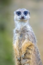 Meerkat, Suricata suricatta, in guard position, guard pose, observes the area surrounding the