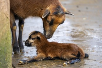 Sheep licks its newly-born lamb, still very moist