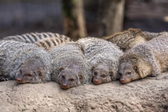Zebra mongooses doze at lunchtime, live in associations of several dozen animals, live in Central