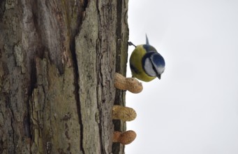 Blue tit, (Cyanistes caeruleus) picks up a whole peanut in winter, Schleswig-Holstein, Germany