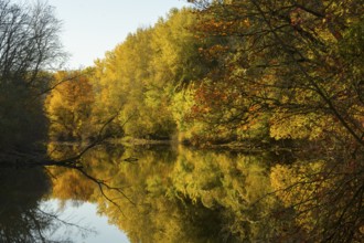 Autumn mood, riparian forest, water, Lower Austria