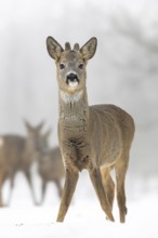 Roe deer (Capreolus capreolus) winter coat, foraging, portrait, snow and frost, leap, narrow deer,