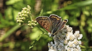 A butterfly, Sooty Copper (lycaena tityrus), with patterned wings resting on a white flower with a