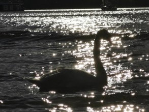 A swan (cygnus) in silhouette in the water in front of glittering sunlight, Berlin, Germany