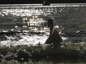 A swan (Cygnus) swims in the glittering water at sunset, Berlin, Germany