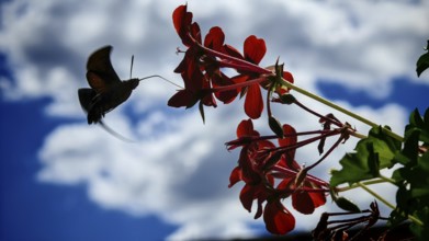 A butterfly, pigeon tail (macroglossum stellatarum) hovers in front of red flowers against a