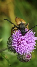 A beetle, Stictoleptura rubra, sitting on a purple flower in a close-up with green background,