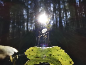 A mosquito (Nematocera) is illuminated by sunlight through the canopy in the forest, Franconian