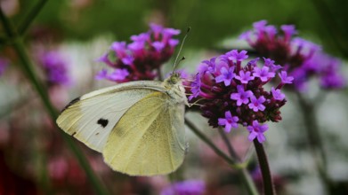 A butterfly, cabbage white butterfly (pieris rapae) resting on purple flowers of Purpletop vervain