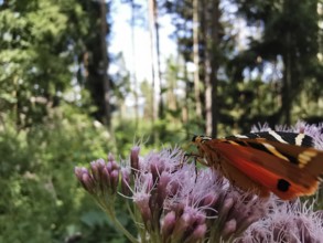 A colourful butterfly sits on a purple wildflower in the forest, Jersey tiger (Euplagia