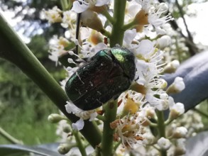 A shiny green beetle sitting on a flowering plant, rose chafer (Cetoniidae), Rennsteig, Thuringian
