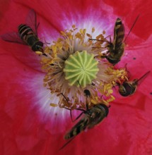 Hoverflies (Syrphidae) gather around the nectar of a large red flower, poppy (papaver rhoeas),