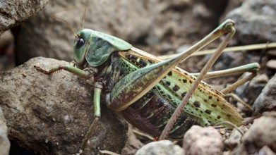 A green grasshopper, wart-biter (Decticus verrucivorus), sitting close to a rock in detail, Georgia