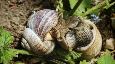 Two vineyard snails (helix pomatia) mating on the ground and curled into each other, Franconian