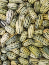 Various striped pumpkins (cucurbita) in yellow and green, symbolising harvest season and variety