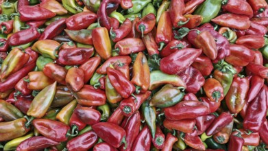 Fresh peppers (capsicum) in various colours and shapes, North Macedonia