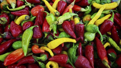 Fresh colourful peppers (Capsicum) in different colours on the market, North Macedonia