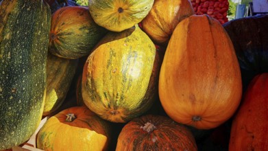Large pumpkins (cucurbita) in different shades of colour at a market, peja, kosovo