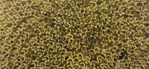 Close-up of yellow flower structures with numerous pointed shapes, sunflowers (helianthus annuus),