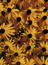 Yellow flowers with black centres in a dense, sunny arrangement, Black-eyed Susan vine (Rudbeckia