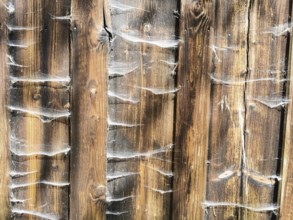 Weathered wooden planks covered with visibly old structure and cobwebs, rustic appearance,