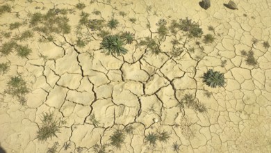 Dry desert landscape with cracks in the soil and scattered plants, fishing trail, Portugal