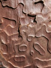 Close-up of wooden bark with distinctive texture and natural grain, Antalya, Turkey