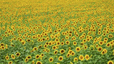 Extensive sunflower field with bright yellow heads under blue sky, natural view, Hungary
