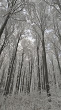 Wintery forest with snow-covered trees and a quiet, almost mystical atmosphere