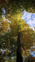 Eye-catching tree crown in autumn colors contrasting against the blue sky, Hainich National Park,