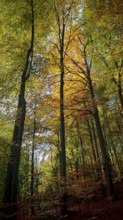 Colour-intensive forest with trees in warm autumn tones and sunlight, Hainich National Park,