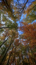 View through the colorful autumn forest into the clear blue sky, surrounded by tall trees