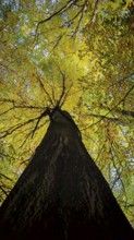 View from below of a tree in autumn colors, glowing leaves in the light, Hainich National Park,