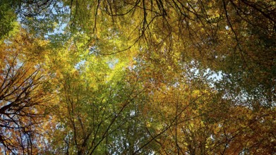 Autumn leaves glow in various colors against the sky, Hainich National Park, Germany