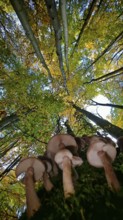 Mushrooms grow on moss-covered ground, surrounded by autumn trees and colorful leaves