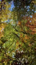 Autumn canopy from a frog's eye view with bright colors and a sunny atmosphere