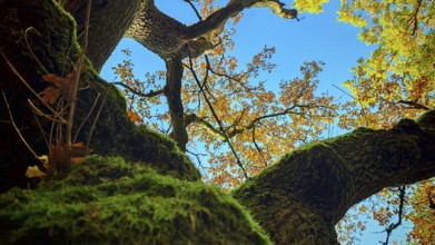 View of a tree with moss-covered branches and autumn leaves in various colors against a blue sky