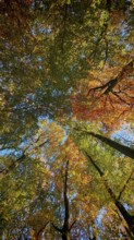Colourful leaf coat in autumn, brightened by bright sunshine and blue skies