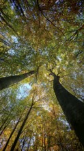 Tangled treetops in vibrant autumn colors framing the sky, Hainich National Park, Germany