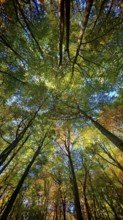 Looking up at a dense network of treetops in autumn colors under a clear sky, Hainich National