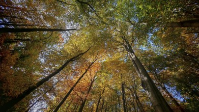 Autumn forest with colorful leaves, sunlight breaks through the treetops, Hainich National Park,