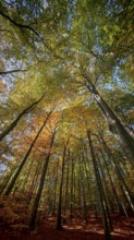 Forest trail with tall trees, the colorful autumn leaves create a warm atmosphere, Hainich National