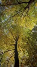 View from below of a treetop glowing in shades of yellow and green, Hainich National Park, Germany