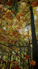 Autumn trees with orange leaves, flooded with sunlight, Hainich National Park, Germany