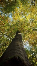 Tall tree with yellow foliage in autumn atmosphere, Hainich National Park, Germany