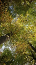 View of treetops with yellow and green leaves in forest, Hainich National Park, Germany